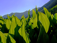 Corn lily