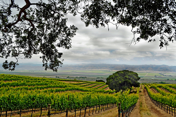 Vineyard, Salinas Valley